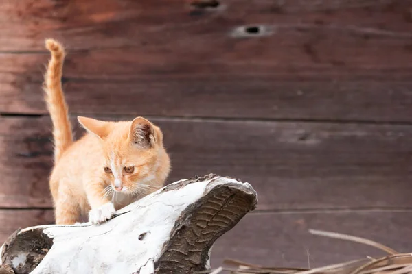 Golden kitten Looking for victim On a wooden house