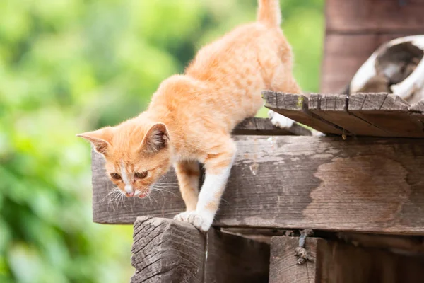 Golden kitten Looking for victim On a wooden house