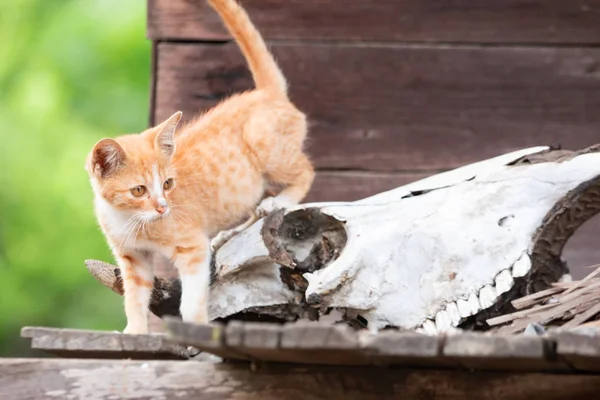 Golden kitten Looking for victim On a wooden house