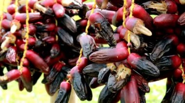 Böceklerin Vdo klibi olgun hurma dalları olgun hurma dallarında nektar yemek için geliyor