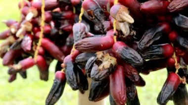 Böceklerin Vdo klibi olgun hurma dalları olgun hurma dallarında nektar yemek için geliyor