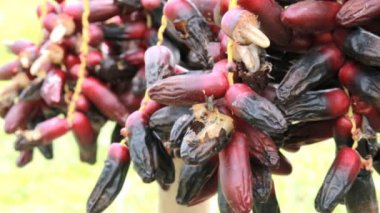 Böceklerin Vdo klibi olgun hurma dalları olgun hurma dallarında nektar yemek için geliyor