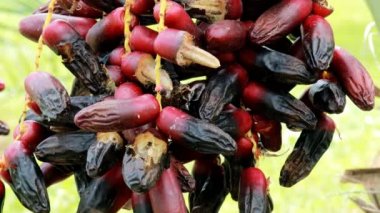 Böceklerin Vdo klibi olgun hurma dalları olgun hurma dallarında nektar yemek için geliyor