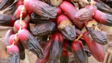 Böceklerin Vdo klibi olgun hurma dalları olgun hurma dallarında nektar yemek için geliyor