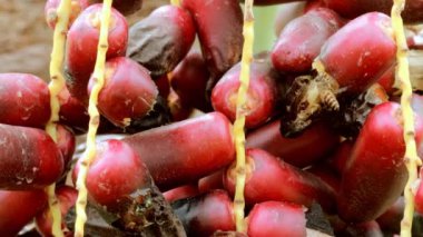 Böceklerin Vdo klibi olgun hurma dalları olgun hurma dallarında nektar yemek için geliyor