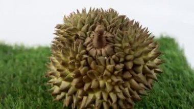 Durian meyve Tayland ünlü meyveler 