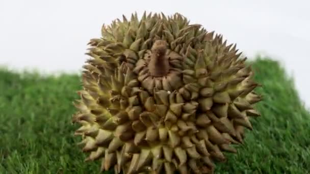 Durian Frukt Berömda Frukter Från Thailand — Stockvideo