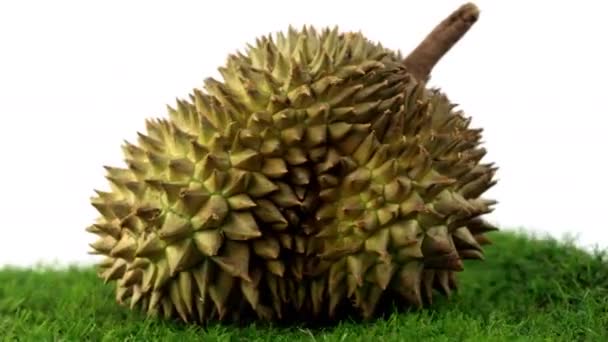 Vdo Klipp Durian Frukt Berömda Frukter Från Thailand — Stockvideo