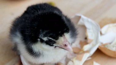 Civciv Vdo klibi yumurta bırakarak