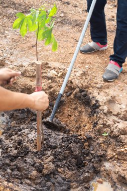 Tayland ormanlarında ağaç dikme