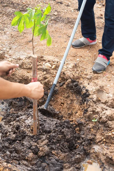 Planting trees In the forests of Thailand