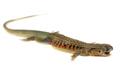 asya iguana veya Kelebek kertenkelebeyaz Arka Plan izole