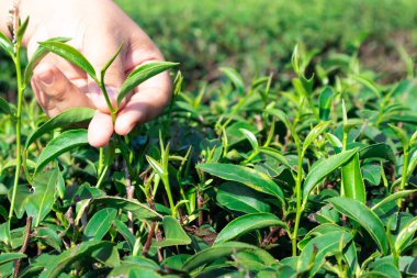 Tayland Yeşil çay bahçesi