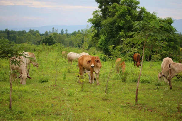 Cows Eating Grass Forest — Stock Photo, Image