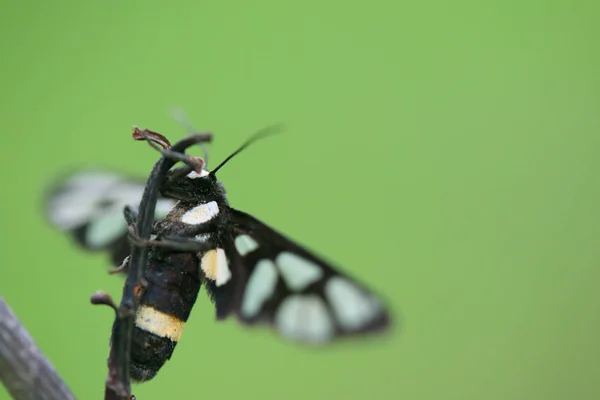 Mariposas Coloridas Una Rama Seca Con Fondo Verde —  Fotos de Stock