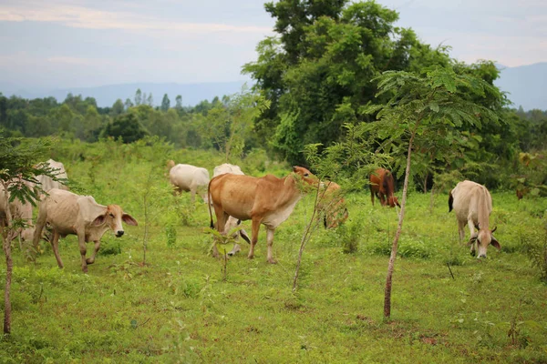 Vacas Comendo Grama Floresta — Fotografia de Stock