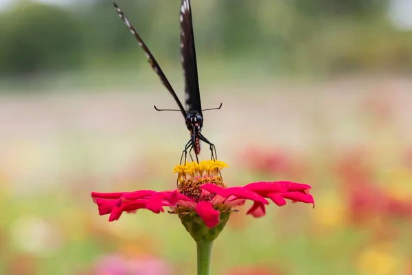 Schmetterling Saugt Nektar Aus Pollen Blumengarten — Stockfoto