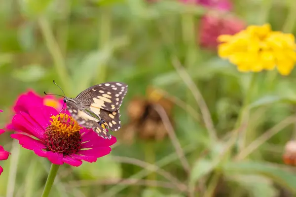 Mariposa Chupando Néctar Polen Jardín Flores —  Fotos de Stock