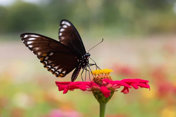 Schmetterling Saugt Nektar Aus Pollen Blumengarten — Stockfoto