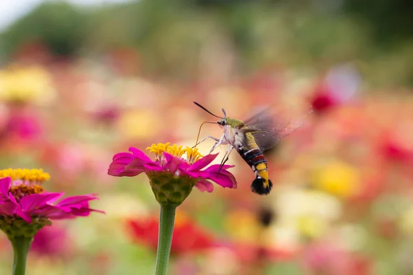 Mariposa Chupando Néctar Polen Jardín Flores —  Fotos de Stock