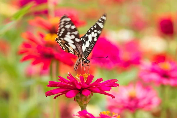 Schmetterling Saugt Nektar Aus Pollen Blumengarten — Stockfoto