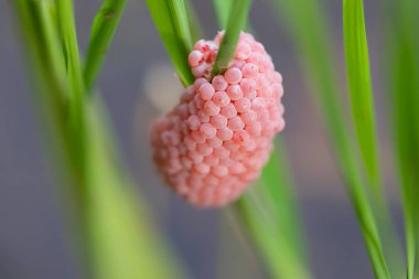 Pirinç bitki Paddy kabuklu deniz ürünleri yumurta