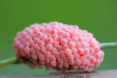 Pirinç bitki Paddy kabuklu deniz ürünleri yumurta