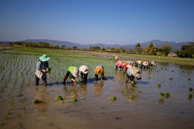 Çiftçilerin pirinç bir antik yol ile büyüyor
