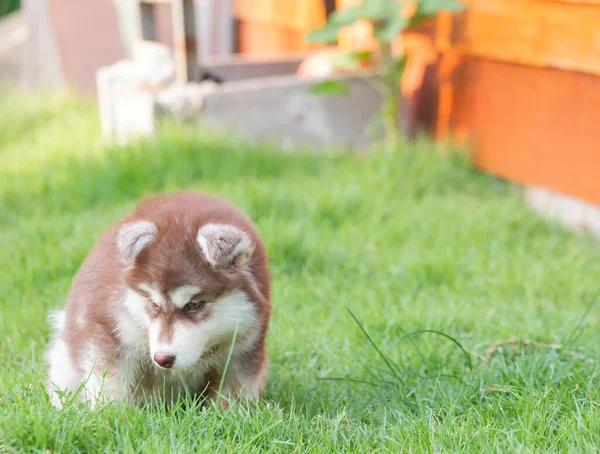 Χαριτωμένο Κουτάβι Της Σιβεριανής Husky Σκυλί — Φωτογραφία Αρχείου