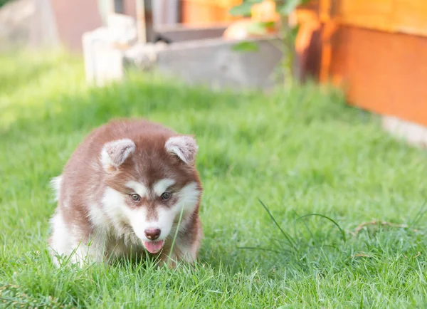 Lindo Cachorro Perro Husky Siberiano — Foto de Stock