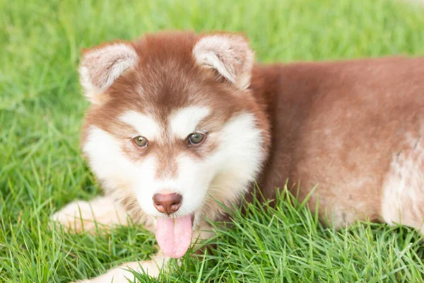 Χαριτωμένο Κουτάβι Της Σιβεριανής Husky Σκυλί — Φωτογραφία Αρχείου