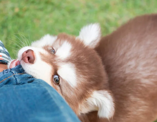 Sibirya köpeğinin şirin köpeği. 