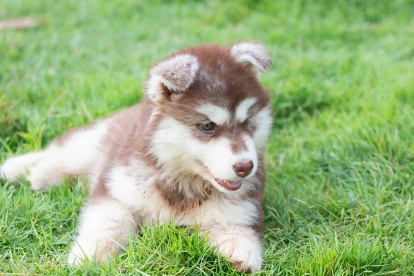 Lindo Cachorro Perro Husky Siberiano — Foto de Stock
