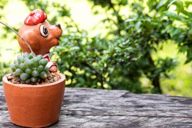 Yeşil Kaktüs suyu, sehpanın üzerindeki tencereye düşer.