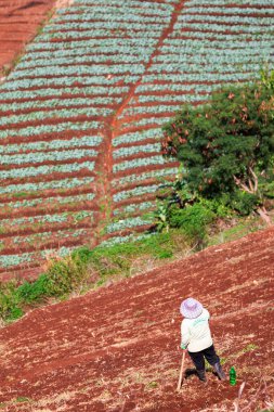 Tarım, toprağı yüksek dağlara dikmek için hazırlıyor.