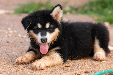 Alaska 'nın sevimli köpeği Malamute.