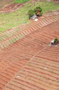 Tarım, toprağı yüksek dağlara dikmek için hazırlıyor.