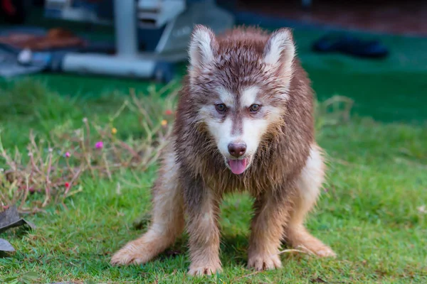 Sibirya köpeğinin şirin köpeği. 