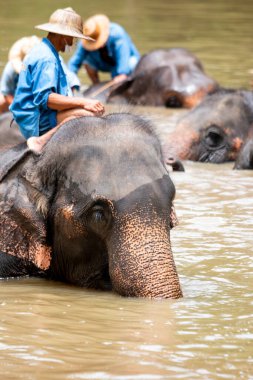 Tayland 'ın koruma merkezinde Asya fil türleri