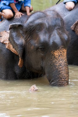 Tayland 'ın koruma merkezinde Asya fil türleri