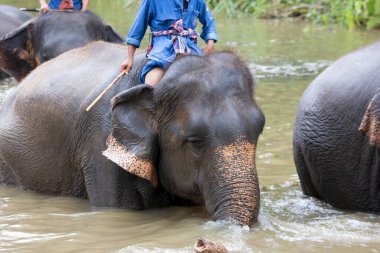 Tayland 'ın koruma merkezinde Asya fil türleri