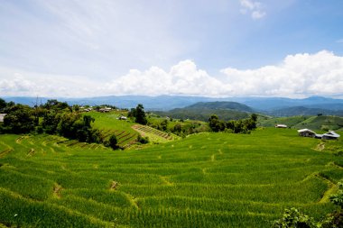 Dağa pirinç ekme, Ban Pa Pong Piengin Tayland 'daki pirinç terasları 