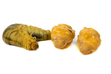 Bok böceği larvaları beyazı izole eder.