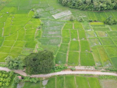 Saha görüntüsü, pirinç tarlaları Tayland 'daki İHA' lardan yüksek açılı çekim