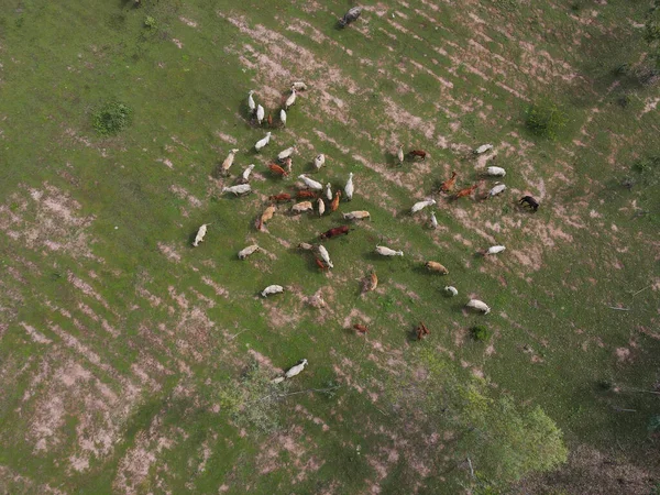 Vaca Hombre Liberando Vaca Para Comer Hierba Tiro Bosque Drones —  Fotos de Stock