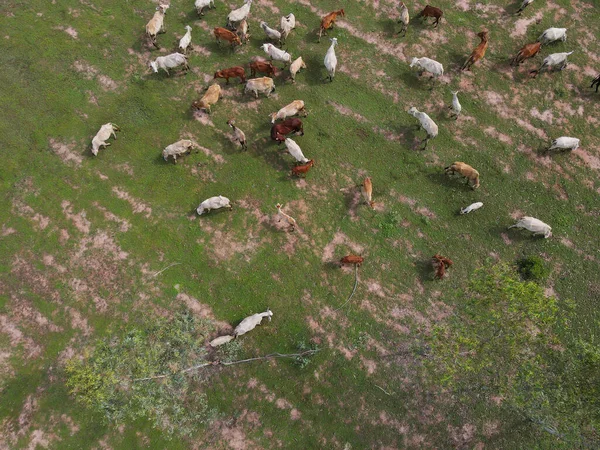 Kráva Uvolňuje Krávu Trávu Lesních Záběrech Bezpilotních Letounů Thajsku — Stock fotografie
