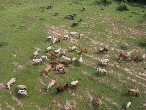 Cow Man Releasing Cow Eating Grass Forest Shot Drones Thailand — Stock Photo, Image