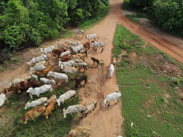 Cow Man Releasing Cow Eating Grass Forest Shot Drones Thailand — Stock Photo, Image