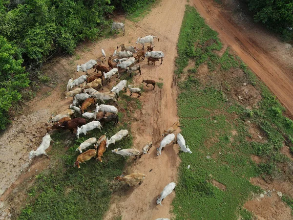 Homem Vaca Libertando Vaca Para Comer Grama Tiro Floresta Drones — Fotografia de Stock