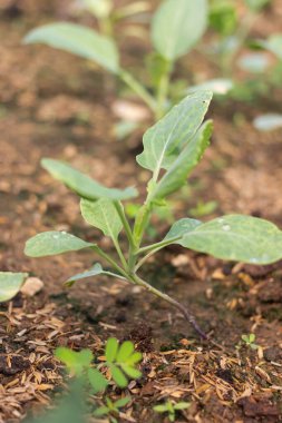 Lettuce vegetables or Salad vegetables in Nursery for seedlings 